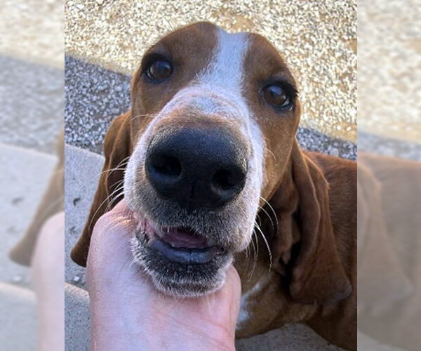 Medium Photo #2 Basset Hound Puppy For Sale in Deepwater, NJ, USA