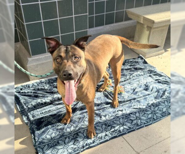 Medium Photo #3 Mutt Puppy For Sale in Rancho Cucamonga, CA, USA