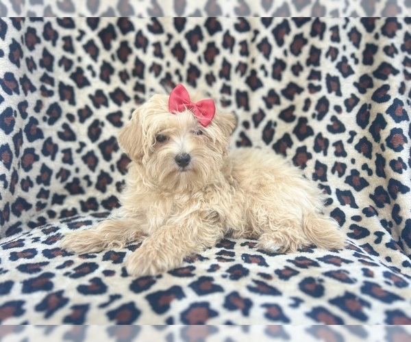 Medium Photo #3 Maltipoo Puppy For Sale in LAKELAND, FL, USA