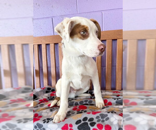 Medium Photo #1 Australian Shepherd-Unknown Mix Puppy For Sale in Genesee, WI, USA