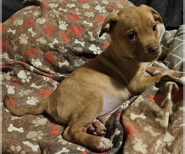 Medium Photo #12 Golden Retriever-Unknown Mix Puppy For Sale in Columbus, IN, USA
