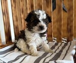Small #2 Poodle (Miniature)