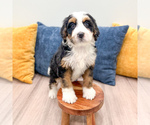 Small #4 Bernedoodle (Miniature)