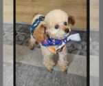 Small #1 Poodle (Miniature)