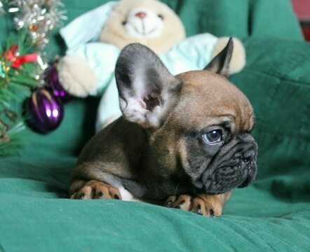 Medium Photo #5 French Bulldog Puppy For Sale in ADRIAN, MI, USA