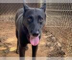 Small #1 German Shepherd Dog Mix