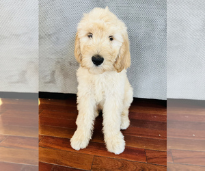 Goldendoodle Puppy for Sale in SUN CITY CENTER, Florida USA
