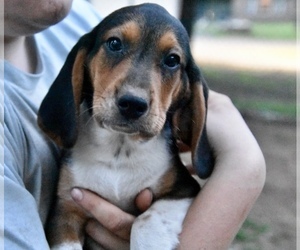 Beagle Puppy for sale in GREENWOOD, AR, USA