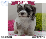 Puppy Mason Havanese