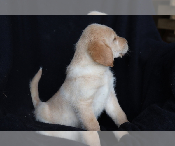 Medium Photo #3 Labradoodle Puppy For Sale in SHILOH, OH, USA