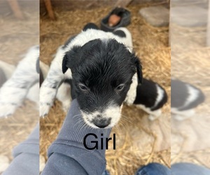 Australian Cattle Dog-Border Collie Mix Puppy for sale in MONTROSE, CO, USA