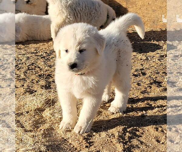 Medium Photo #4 Great Pyrenees Puppy For Sale in KINGMAN, AZ, USA