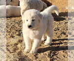 Small Photo #4 Great Pyrenees Puppy For Sale in KINGMAN, AZ, USA
