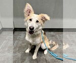 Small #2 Retriever  Mix