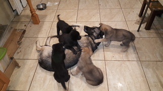 Father of the Malinois puppies born on 10/24/2018