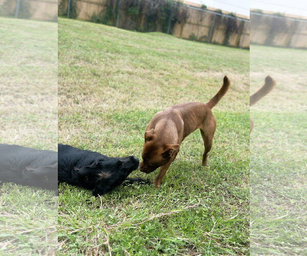 Medium Photo #4 Coonhound-Labrador Retriever Mix Puppy For Sale in Houston, TX, USA