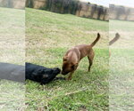 Small Photo #4 Coonhound-Labrador Retriever Mix Puppy For Sale in Houston, TX, USA