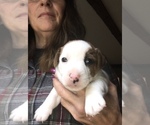 Small Photo #2 Jack Russell Terrier Puppy For Sale in MIDDLEBORO, MA, USA