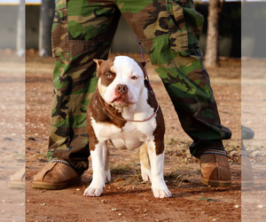 American Bulldog Puppy for sale in ABILENE, TX, USA