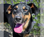 Small Doberman Pinscher Mix