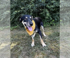 Mutt Dogs for adoption in Boston, MA, USA