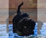 Small #4 Spanish Water Dog