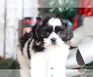 Shih Tzu Puppy for sale in MOUNT VERNON, OH, USA