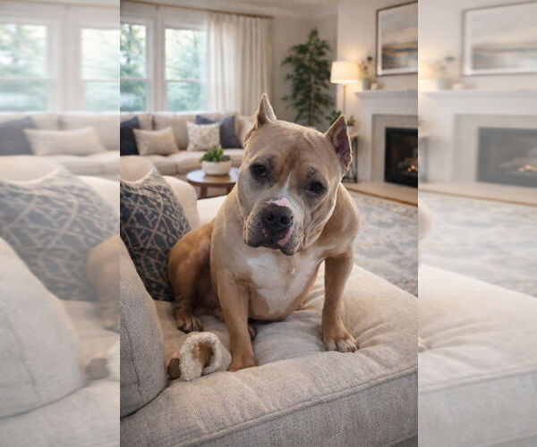 Medium Photo #9 American Staffordshire Terrier Puppy For Sale in Lawrenceville, NJ, USA