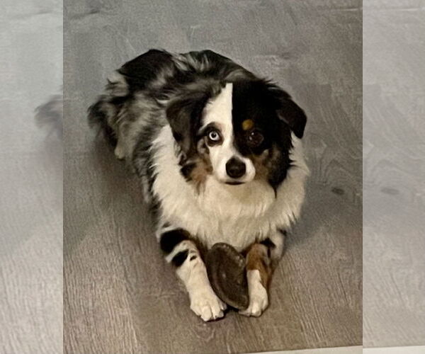 Medium Photo #3 Australian Shepherd Puppy For Sale in Staten Island, NY, USA