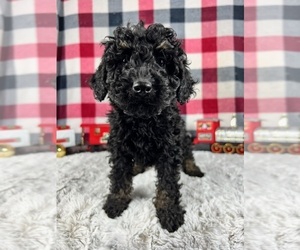 Aussiedoodle Miniature Puppy for sale in GREENWOOD, IN, USA