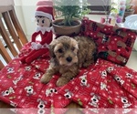 Small Photo #8 Morkie-Yorkshire Terrier Mix Puppy For Sale in CAPE CORAL, FL, USA