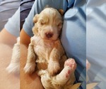 Small #21 Bernedoodle (Miniature)