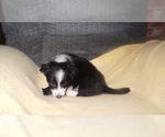 Small Photo #21 Border Collie Puppy For Sale in AIKEN, SC, USA
