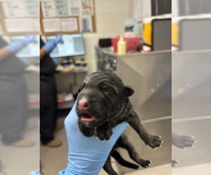 German Shepherd Dog Dogs for adoption in San Bernardino, CA, USA