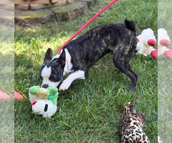 Medium Photo #4 Boston Terrier Puppy For Sale in Yardley, PA, USA