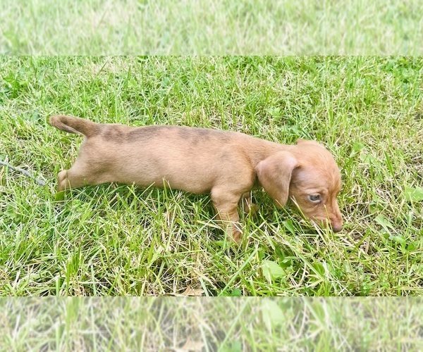 Medium Photo #1 Dachshund Puppy For Sale in THREE RIVERS, MI, USA
