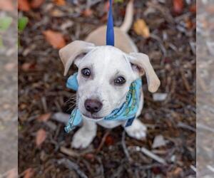 Gardenia (Bloom Pup) - Male Chihuahua-Colonial Cocker Spaniel Mix Dog for Adoption - Photo #26