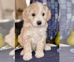 Small Photo #2 Australian Labradoodle Puppy For Sale in WASHINGTON, NC, USA