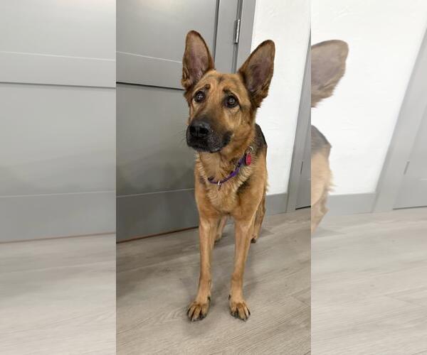 Medium Photo #1 German Shepherd Dog Puppy For Sale in Incline Village, NV, USA