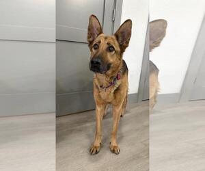 German Shepherd Dog Dogs for adoption in Incline Village, NV, USA