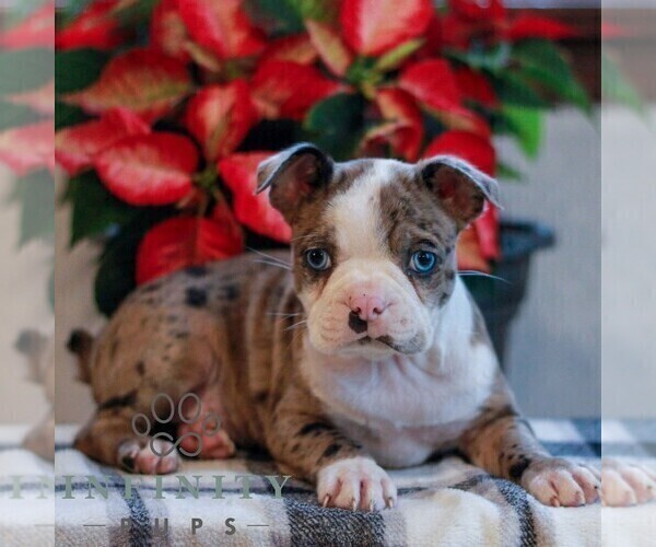 Medium Photo #1 Boston Terrier Puppy For Sale in MYERSTOWN, PA, USA