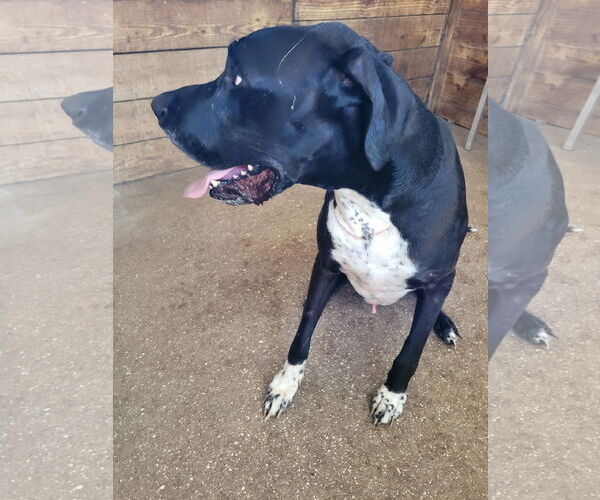 Medium Photo #1 Great Dane Puppy For Sale in Palm Beach, FL, USA