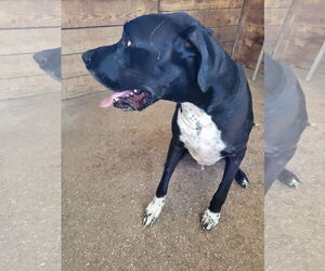 Great Dane Dogs for adoption in Palm Beach, FL, USA