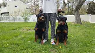 Father of the Rottweiler puppies born on 05/05/2018