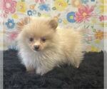 Small #6 Pomeranian