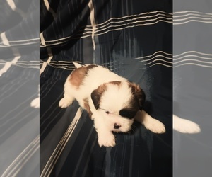 Shih Tzu Puppy for sale in LUDOWICI, GA, USA