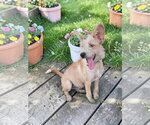 Small Photo #6 Texas Heeler-Unknown Mix Puppy For Sale in McKinney, TX, USA