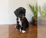 Puppy 3 Goldendoodle (Miniature)