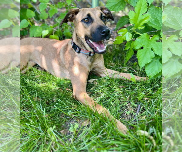 Medium Photo #3 Black Mouth Cur-Unknown Mix Puppy For Sale in Princeton, MN, USA