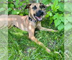 Small #2 Black Mouth Cur Mix